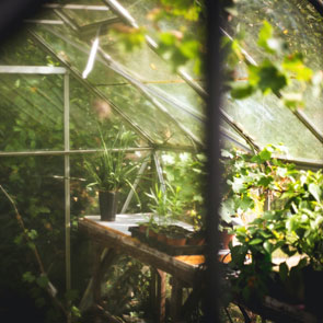 Should You Buy Or Build a Greenhouse?