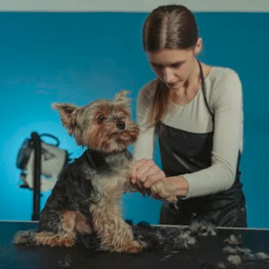 Gentle and Caring In-Home Dog Grooming in New York City