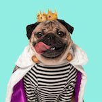 Doug the Pug Day in Nashville