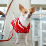 International Chihuahua Appreciation Day