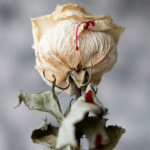 European Von Willebrand Disease Awareness Day