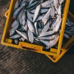 Fish Farmer Day in Russia