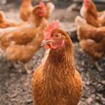 World Poultry Day