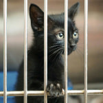 National Adopt a Shelter Pet Day