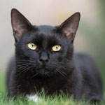 National Black Cat Day in the UK