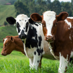 Cow Appreciation Day