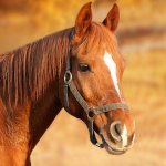 National Horse Protection Day (World Horse Day)