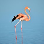 International Flamingo Day
