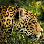World Jaguar Day