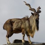 International Day of the Markhor