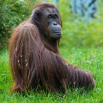 International Orangutan Day