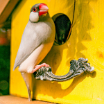 Java Sparrow Day in Japan