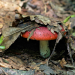 Mushroom Day in Scandinavia