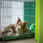National Animal Disaster Preparedness Day