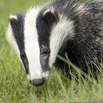 National Badger Day in the UK
