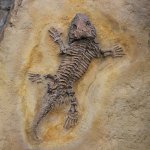 National Fossil Day in the USA