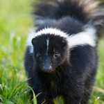 National Skunk Day
