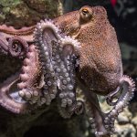 Octopus Day