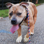 Pet Theft Awareness Day