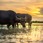 Thai Buffalo Conservation Day