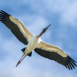 White Stork Day in Poland