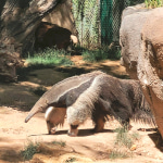 World Anteater Day