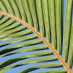 Palm Sunday in Western Christianity