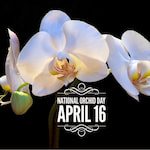 National Orchid Day