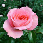 National Pink Day
