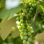 Singani Day Singani Day