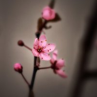 Uzhhorod Cherry Blossom Festival