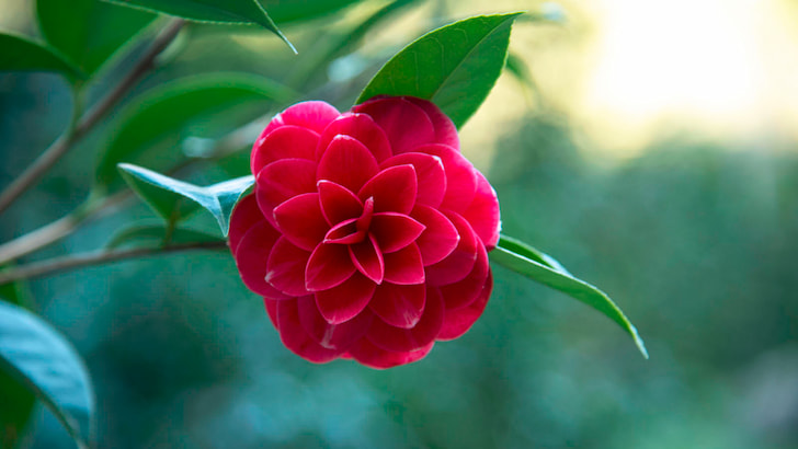 Antiche Camelie della Lucchesia